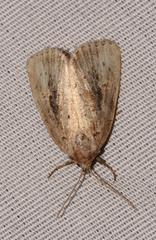 Photedes panatela
