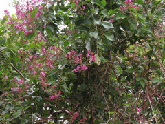 Fridericia floribunda