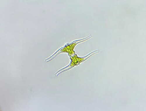 Staurastrum leptocladum var. cornutum