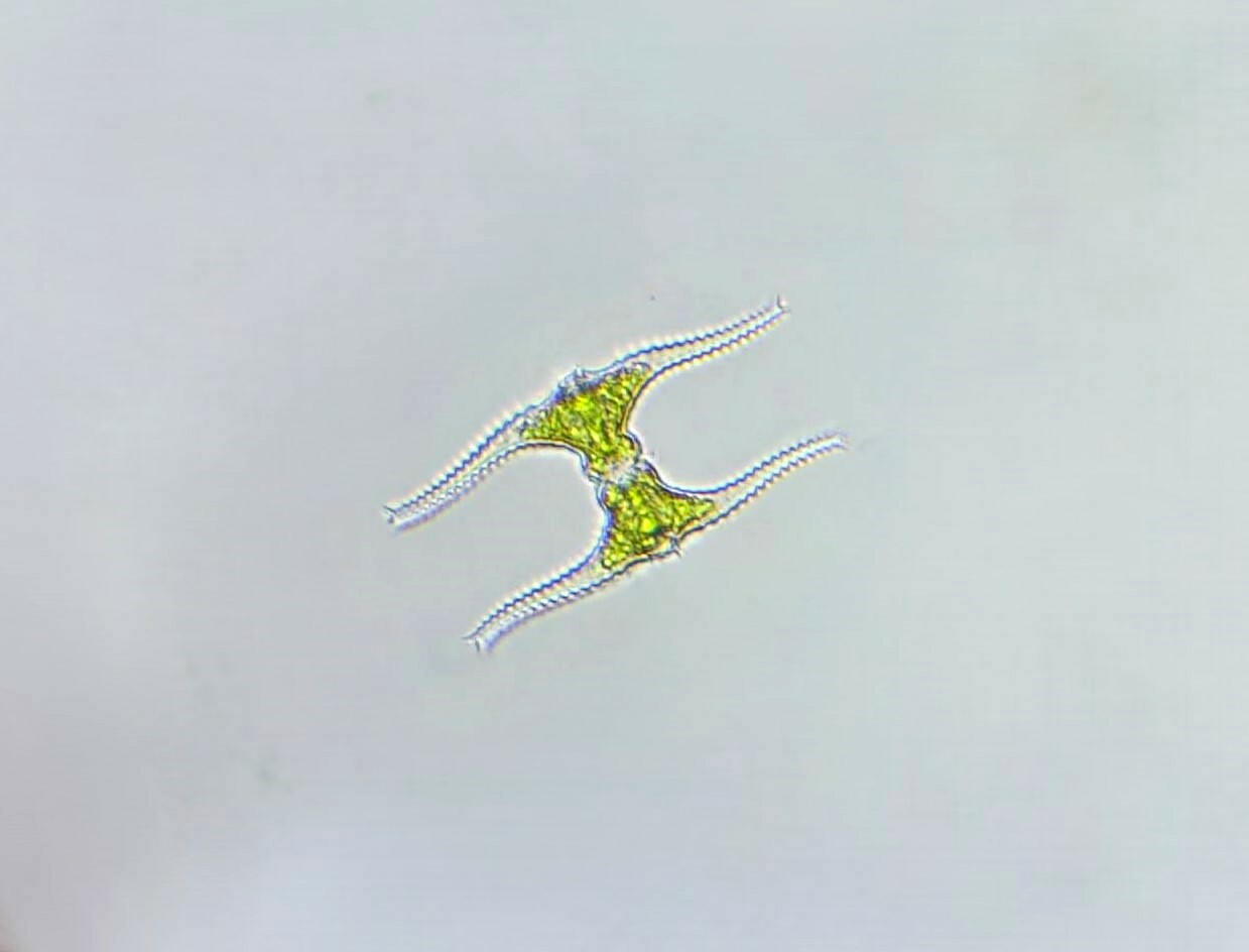 Staurastrum leptocladum var. cornutum