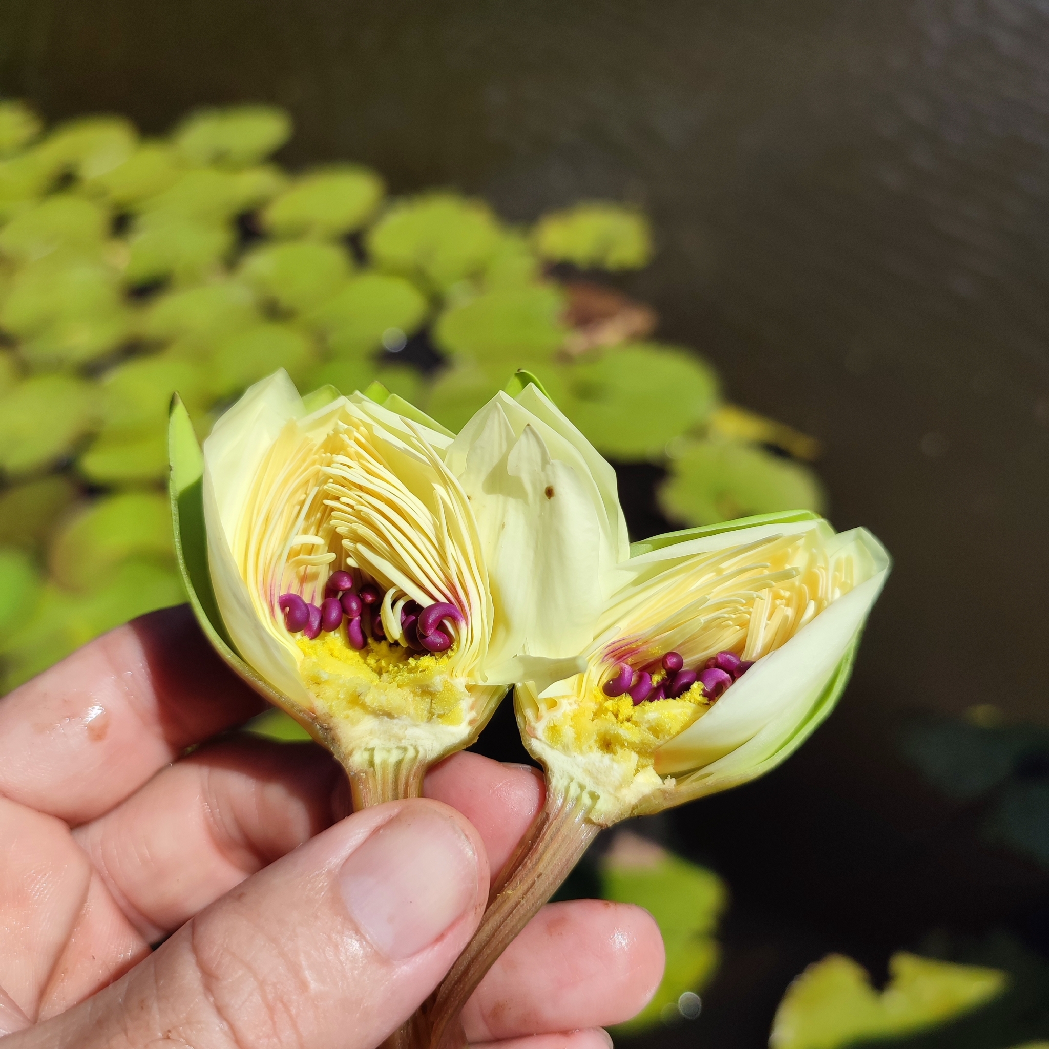 Nymphaea amazonum