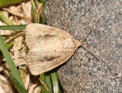 Photedes panatela