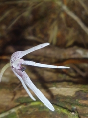 Pleurothallis odobeniceps