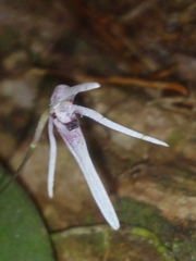 Pleurothallis odobeniceps, photograph Jhon Fernando Taborda ., CC0, iNaturalist via GBIF