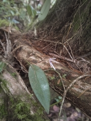 Pleurothallis odobeniceps, photograph Jhon Fernando Taborda ., CC0, iNaturalist via GBIF