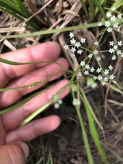 Limnosciadium pumilum