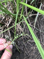 Limnosciadium pumilum