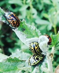 Calligrapha mexicana