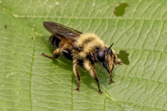 Laphria sacrator