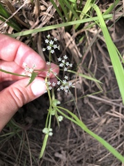 Limnosciadium pumilum