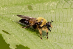 Laphria sacrator
