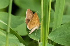 Macaria brunneata