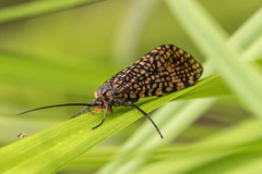 Oligostomis pardalis