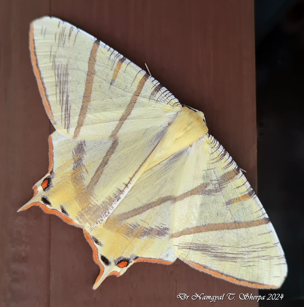 Ourapteryx primularis