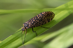 Oligostomis pardalis