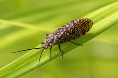 Oligostomis pardalis