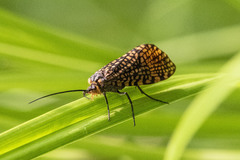 Oligostomis pardalis