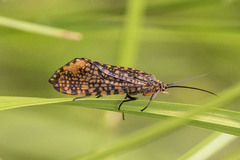 Oligostomis pardalis