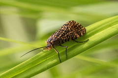 Oligostomis pardalis