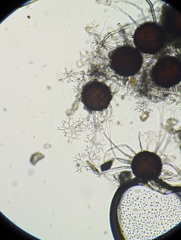 Oídio (Microsphaera diffusa)
