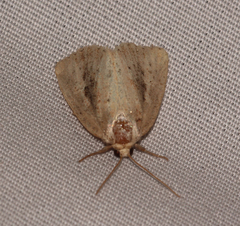 Photedes panatela