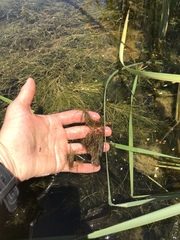 Ceratophyllum demersum