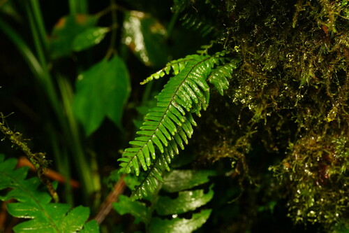 Prosaptia contigua observed 2024-10-27