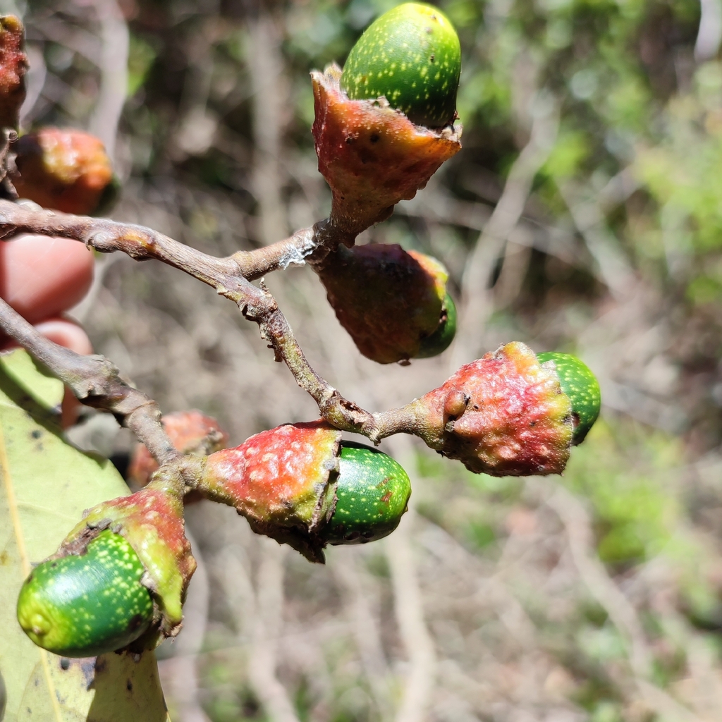 Ocotea nitida
