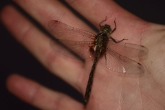 Neurocordulia yamaskanensis