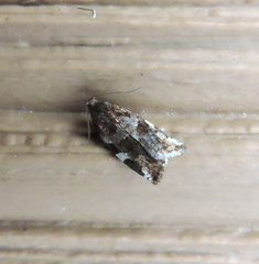 Archips mortuana