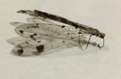 Dendroleon obsoletus