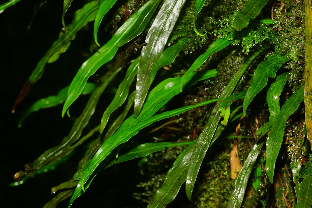 Loxogramme salicifolia (Loxogramme salicifolia)