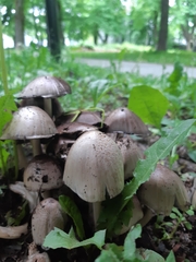 Agaricales