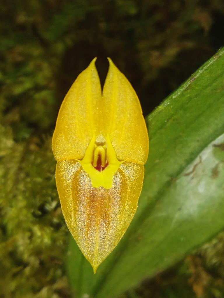 Lepanthes ophelma
