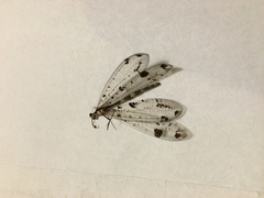 Dendroleon obsoletus