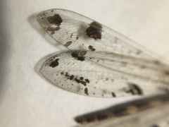 Dendroleon obsoletus