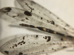 Dendroleon obsoletus