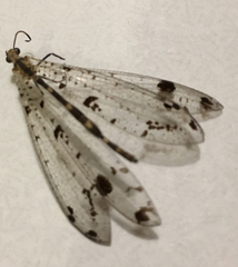 Dendroleon obsoletus