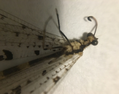 Dendroleon obsoletus