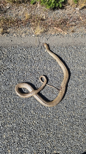 Eastern Brown Snake sighting