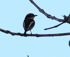 Batis senegalensis