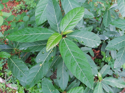 Ficus racemosa