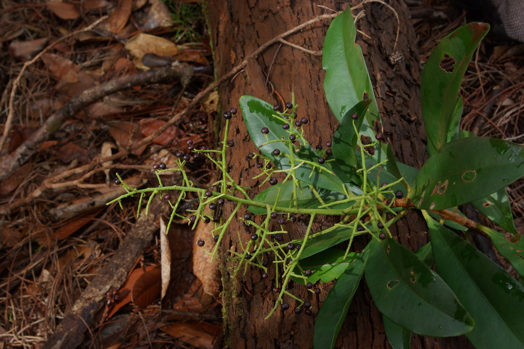 Tapeinosperma koghiense