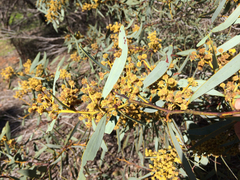 Acacia notabilis