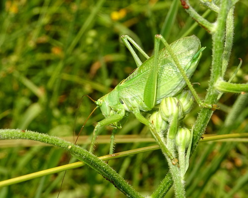 Žiogas giesmininkas nuotrauka