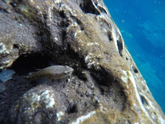 Spinycheek Sleeper photo 2