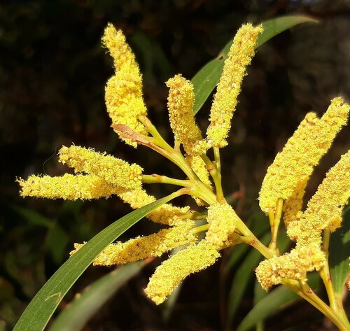 Matthew's Wattle (Acacia matthewii)