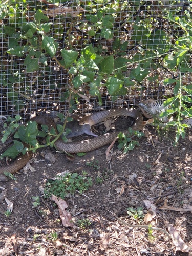 Eastern Brown Snake sighting