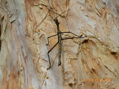 Rhaphiderus scabrosus