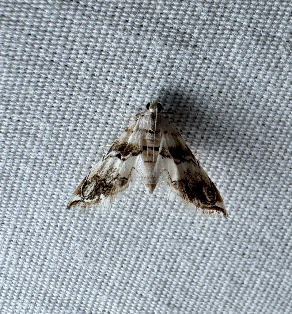 Oxyelophila callista